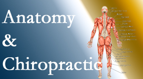 Medical Spine and Sports Injury and Rehab Centers confidently delivers chiropractic care based on knowledge of anatomy to diagnose and treat spine related pain.