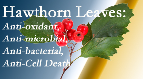 Medical Spine and Sports Injury and Rehab Centers shares new research regarding the flavonoids of the hawthorn tree leaves’ extract that are antioxidant, antibacterial, antimicrobial and anti-cell death.