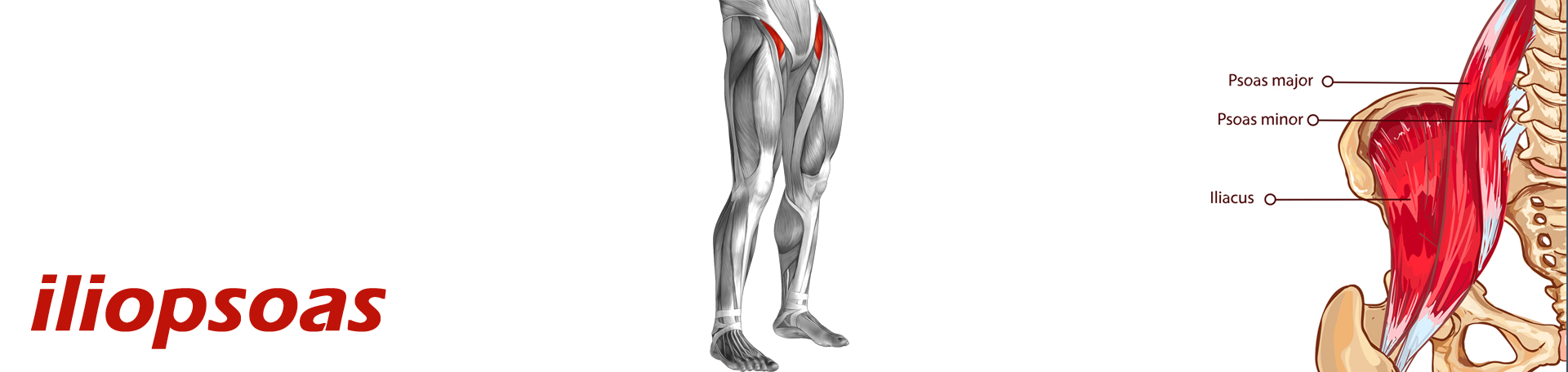 Baton Rouge Back Pain and Iliopsoas Muscle Link