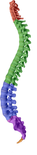 Medical Spine and Sports Injury and Rehab Centers aims to help maintain or attain a healthy spine with healthy discs with Baton Rouge chiropractic care.